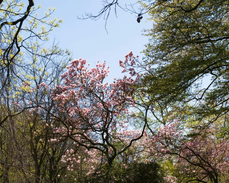 Capture the delicate pink magnolia blossoms amidst fresh greenery on a sunny spring day.