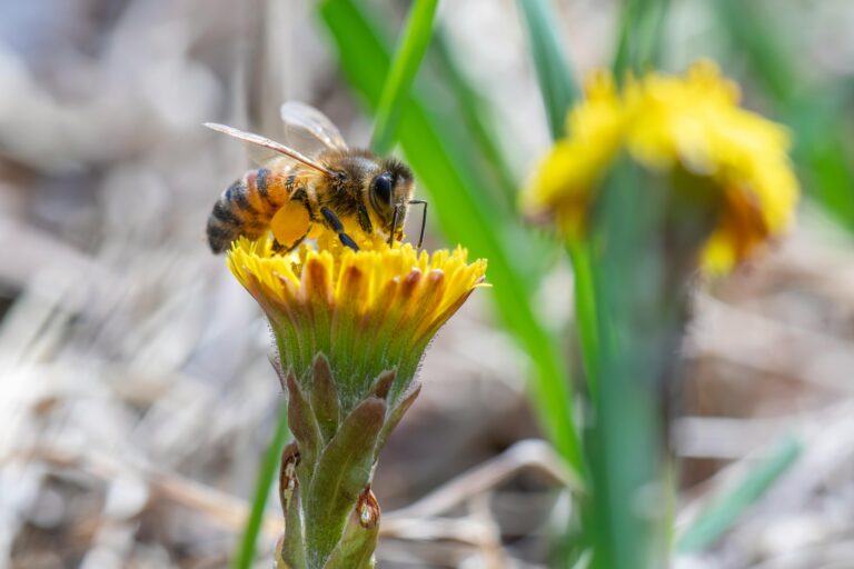 Detailed macro shot of a bee pollinating a yellow flower in nature.